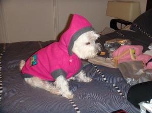 Westie's new hoodie